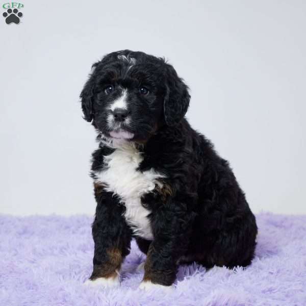 Trixie, Bernedoodle Puppy